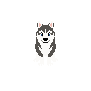 Husky Dog