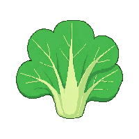 lettuce head