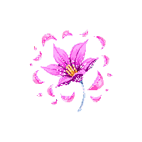 flower petals midnight