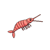 shrimp midnight