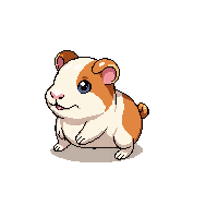 guinea pig baby