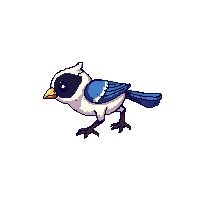 magpie baby