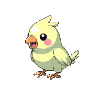 parakeet baby