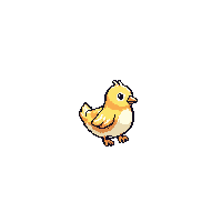 quail baby