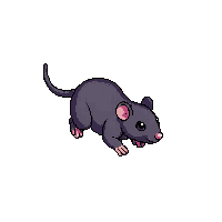 rat baby