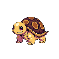 tortoise baby