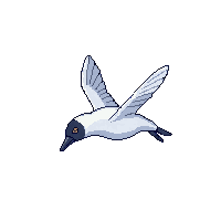 albatross flying