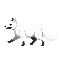 arctic fox walking