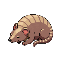 armadillo sleeping