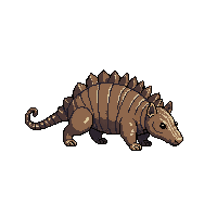 armadillo walking