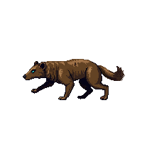 badger running