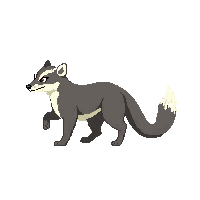 badger walking