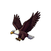 bald eagle flying