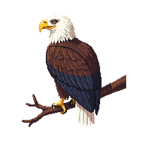 bald eagle perched