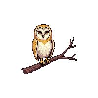 barn owl perched