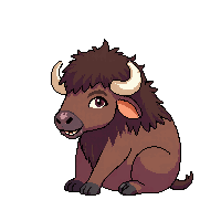 bison sitting