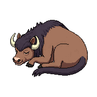bison sleeping