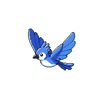 blue jay flying