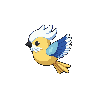 budgie flying