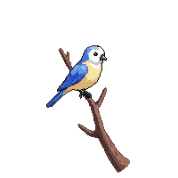 budgie perched