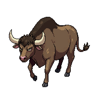 bull walking