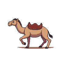 camel running