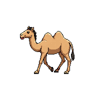 camel walking