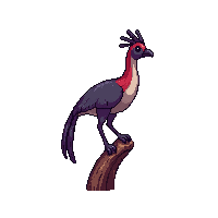 cassowary perched
