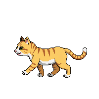 cat walking