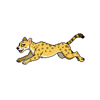 cheetah running