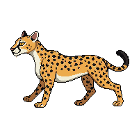 cheetah walking