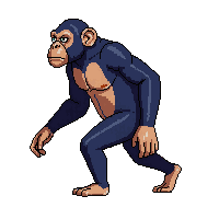 chimpanzee walking