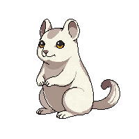 chinchilla sitting