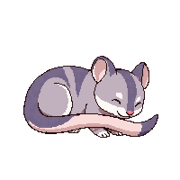 chinchilla sleeping