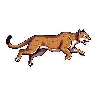 cougar running