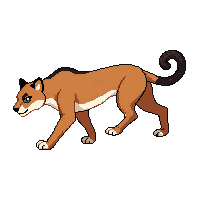 cougar walking