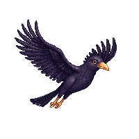 crow flying
