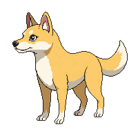 dingo walking