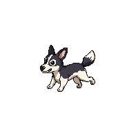 dog running