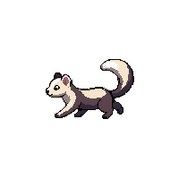 ferret running