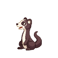 ferret sitting