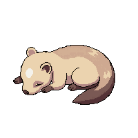 ferret sleeping