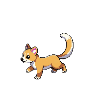ferret walking