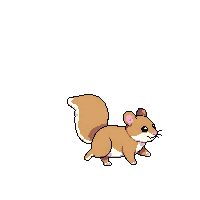gerbil walking