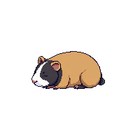 guinea pig sleeping