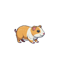 guinea pig walking