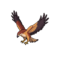 hawk flying