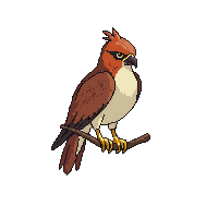 hawk perched