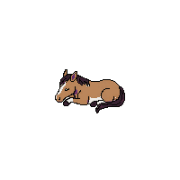 horse sleeping