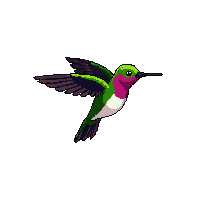 hummingbird flying